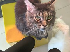 -平行世界·猫咖(首经贸店)