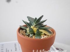 -卓花境Flowerwonderland花店