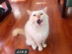 -猫小院猫主题咖啡厅(北锣店)