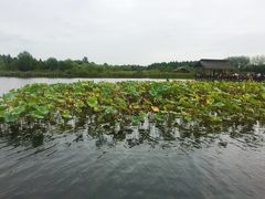 -溱湖国家湿地公园