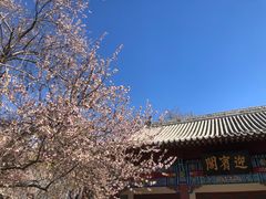 -桃花堤公园