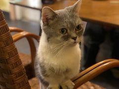 -猫色咖啡·猫咖