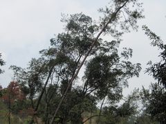 景点-广州市流溪河国家森林公园