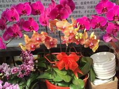 -溪岸路花鸟市场
