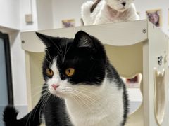 -有喵·猫咖·狗咖·30几只猫10只小狗(岗厦店)