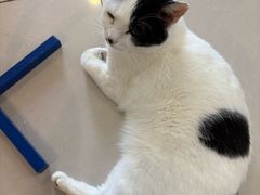 -平行世界·猫咖(首经贸店)