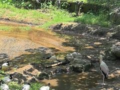 -吉隆坡雀鸟公园