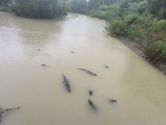 -中国扬子鳄村