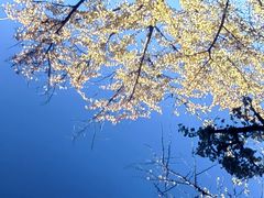 -三里屯东五街银杏大道