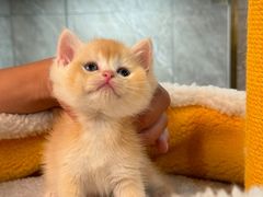 -钦宠·猫咪售卖·洗护·寄养(东圃旗舰店)