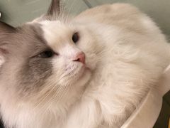 -有喵·猫咖·狗咖·40+猫狗有小奶狗(岗厦店)