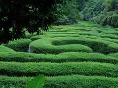 -大屏嶂森林公园
