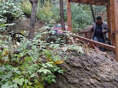 -大岭沟猕猴桃谷风景区