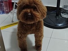 -安琪娜动物医院•健康管理•骨科•急重症诊疗中心