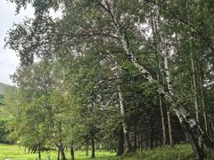 -塞罕坝国家级自然保护区