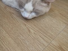 -袖虎宠物·金渐层缅因猫舍(灵芝店)