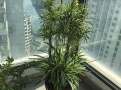-新湖明珠城