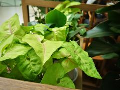 -周家二小姐的菜·扬州菜·香炒蟹·狮子头(江都金鹰店)