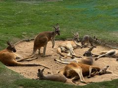 -西霞口神雕山野生动物世界