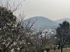 -香雪海