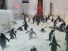 -大连圣亚海洋世界