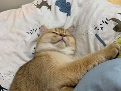 -lincat·猫舍(广州店)