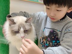 -猫在这儿猫咪咖啡馆·撸猫馆