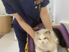 -爱妮康宠物医院·干细胞免疫细胞·肿瘤·心脏(张江店)