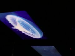 -海洋公园海洋列车－海滨站