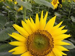 -长春奥林匹克公园