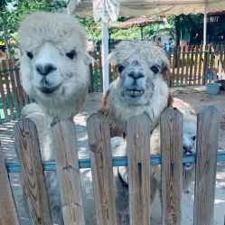 -萌宠亲子动物乐园(槐房万达店)