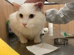 -米苏动物医院·犬猫专科·骨科外科内窥镜
