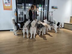 -Husky Go! 哈士奇体验馆·宠物咖啡厅狗咖