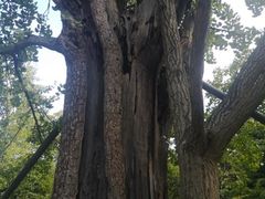 -上海佘山国家森林公园天马山园