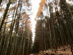 -山王坪喀斯特国家生态公园