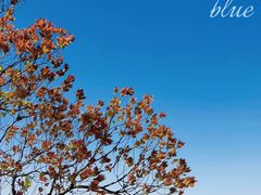 -上海滨江森林公园