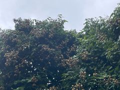 -张坝桂圆林公园