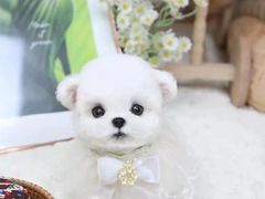 -萌宠之家·腊肠犬·马尔泰·小体犬舍