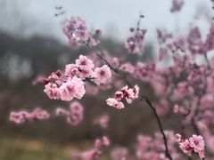 -无锡梅园公园