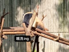 -成都大熊猫繁育研究基地