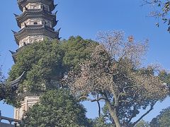 -苏州上方山国家森林公园
