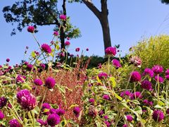 -春花秋色城市公园