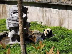 -中国大熊猫保护研究中心雅安碧峰峡基地