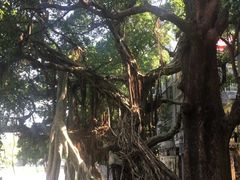 -小洲村