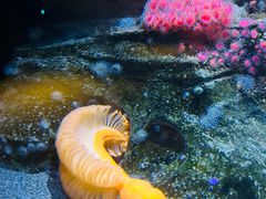 -西雅图水族馆