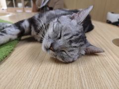 -猫和宫(六道口店)