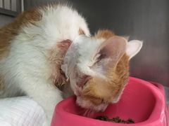 -北京观赏动物医院·24小时大型综合·猫专科·异宠专科