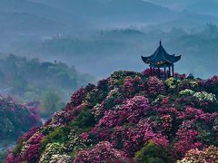 -贵州百里杜鹃风景名胜区