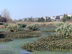 -两河城市森林公园