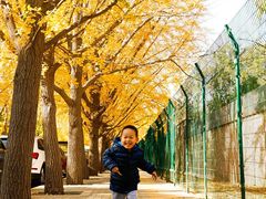 -三里屯东五街银杏大道